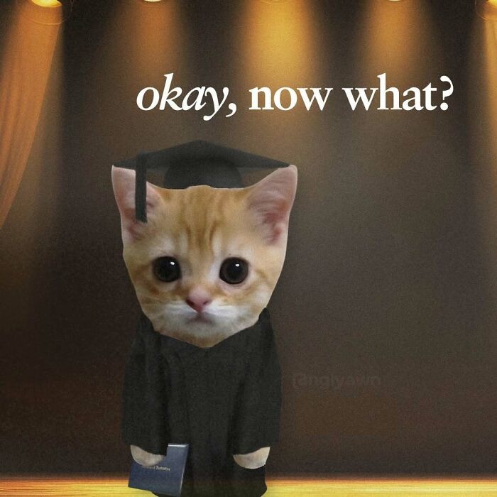 Graduation cat meme asking what comes next after graduating