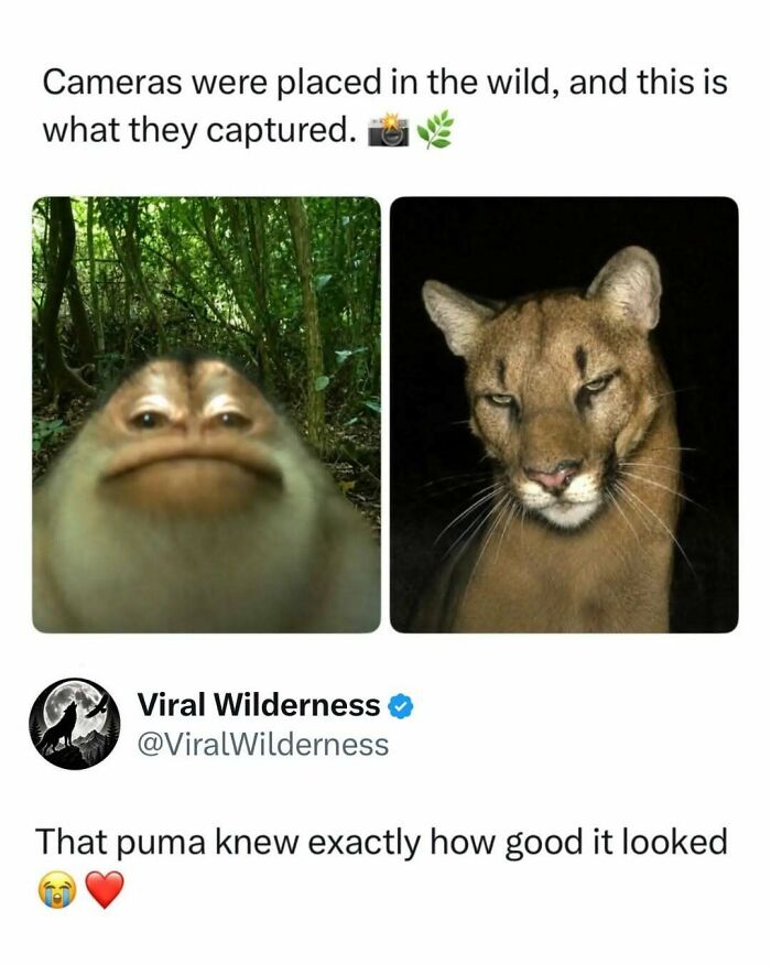 Wildlife camera captures a close-up of a puma and a funny distorted animal face in nature