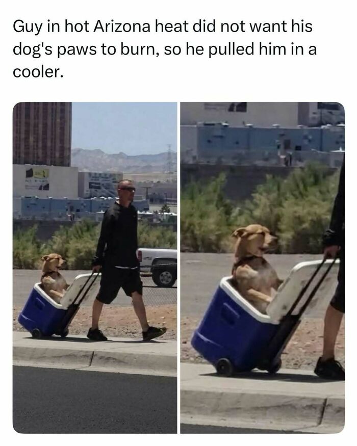 A man pulls his dog in a blue cooler on a hot day, a random find from fascinating stories online.