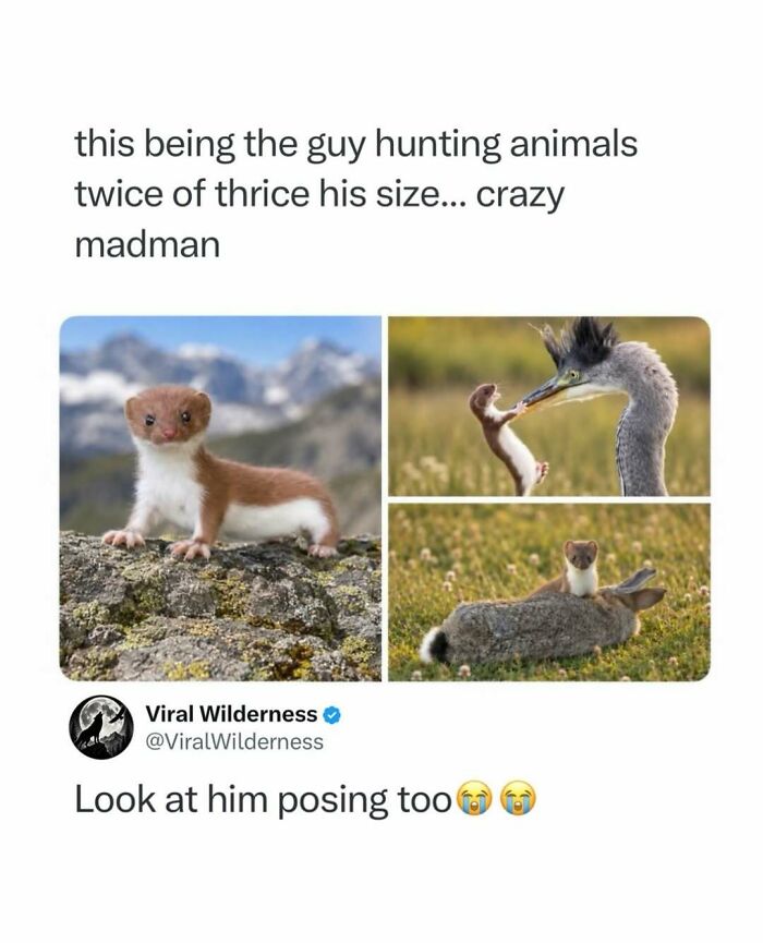 Small weasel hunting birds and posing with captured prey in nature wilderness