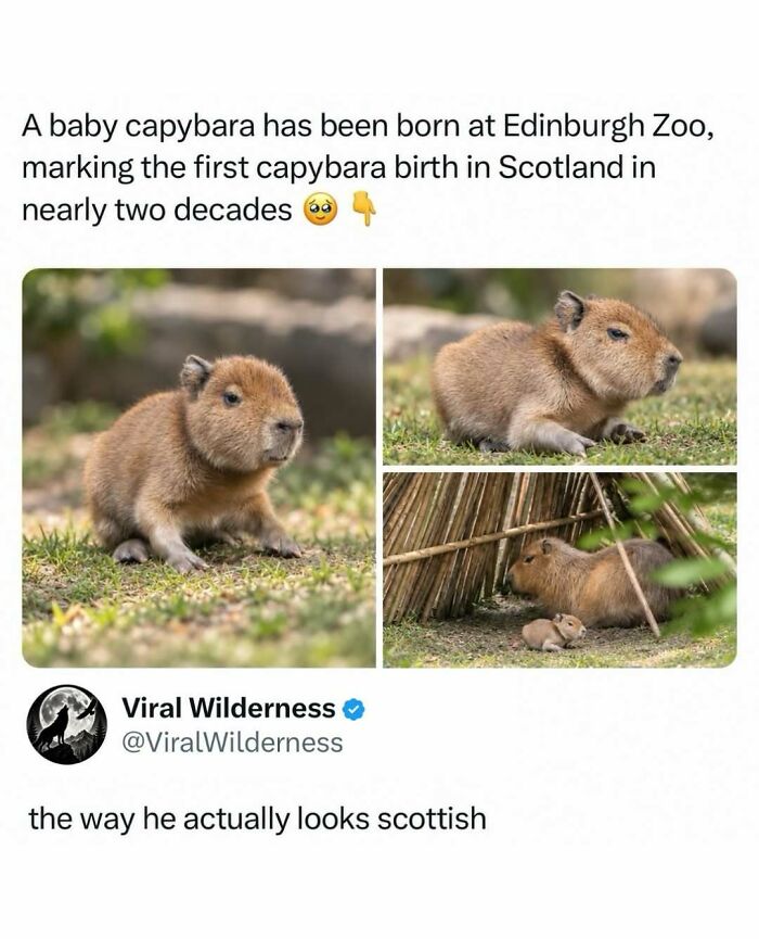 Photos of a baby capybara born at Edinburgh Zoo highlighting wildlife birth news