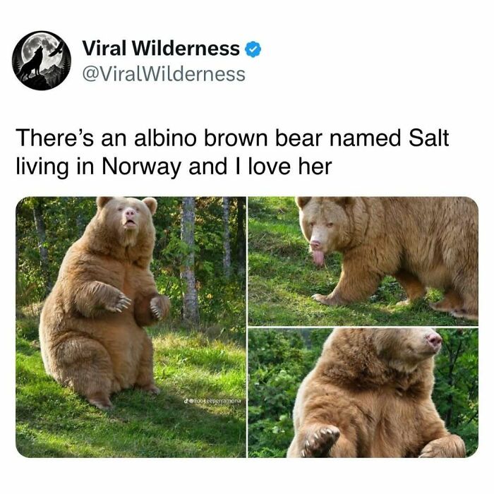Albino brown bear named Salt photographed in Norway wilderness