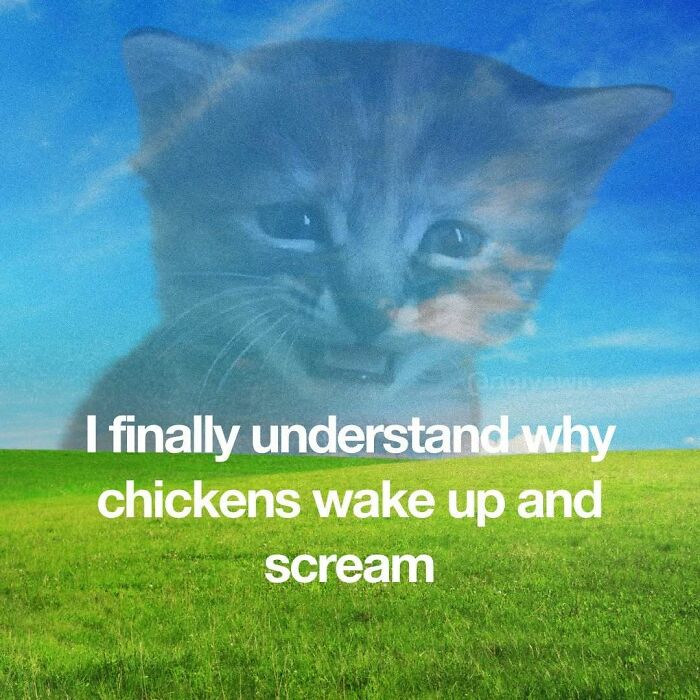 Sad cat meme understanding why chickens wake up and scream over green field