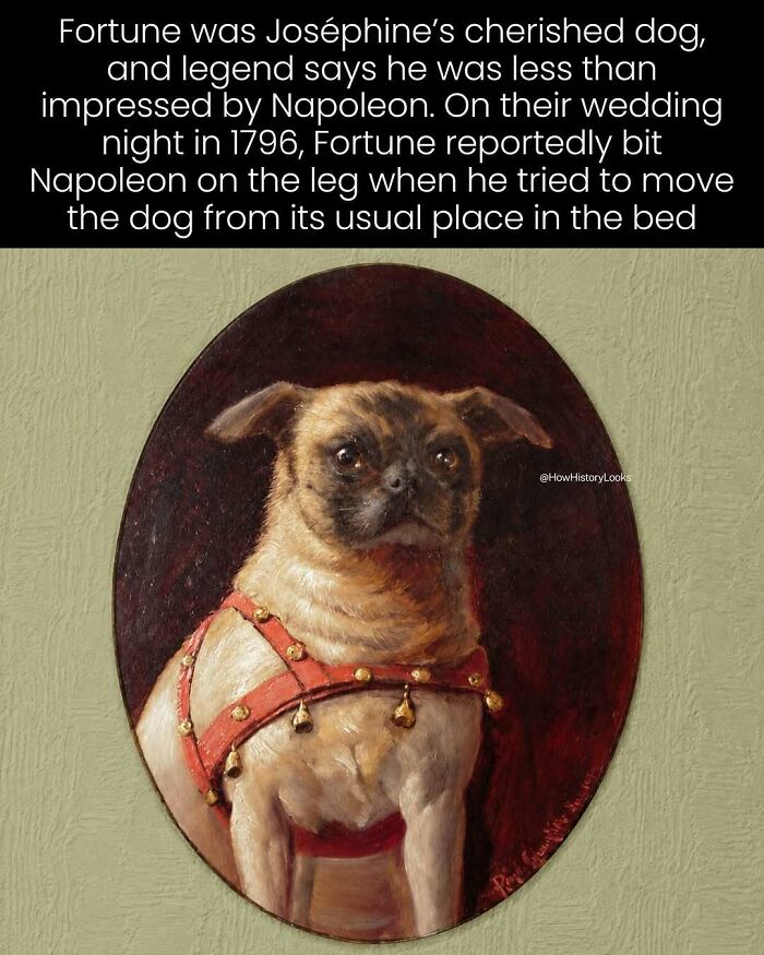 Painting of Josephine’s pug dog, Fortune, from historical photos