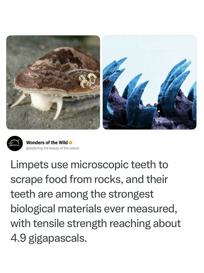 Interesting facts about limpets showing their microscopic teeth used to scrape food from rocks