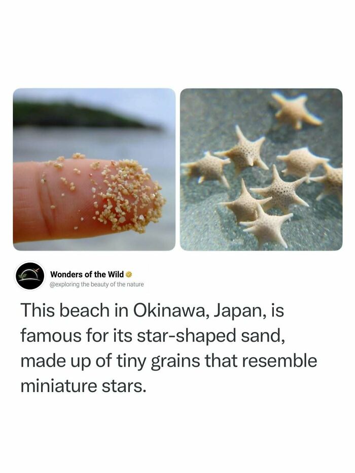 Interesting facts showing star-shaped sand grains on a finger from a beach in Okinawa