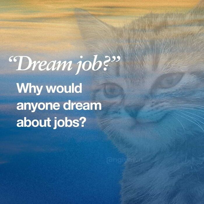 Cat meme pondering the phrase dream job and why anyone dreams about jobs relatable cat memes