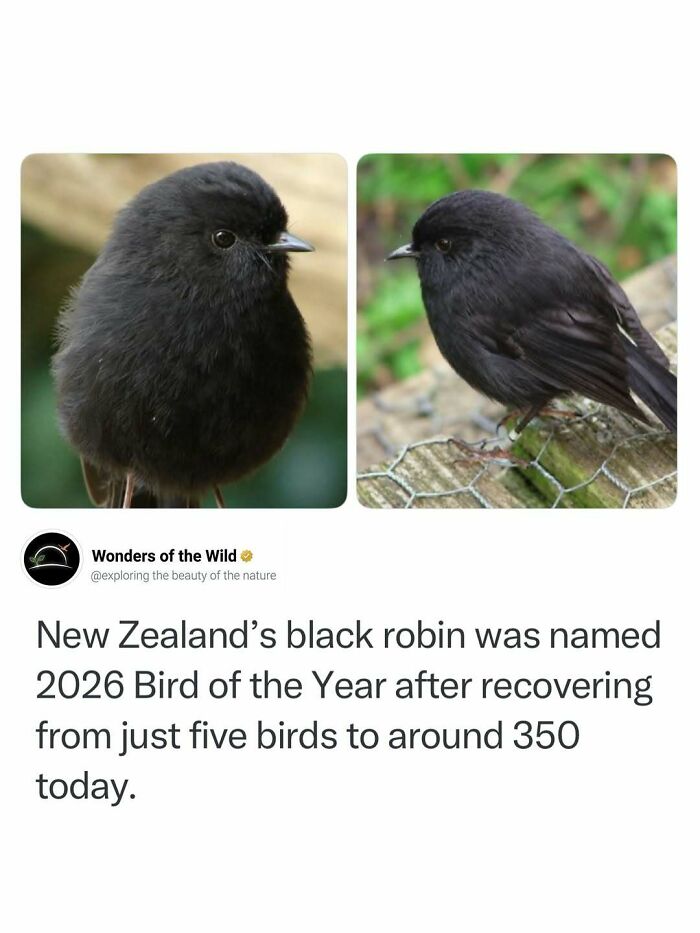 Interesting facts about New Zealands black robin highlighting its recovery from near extinction