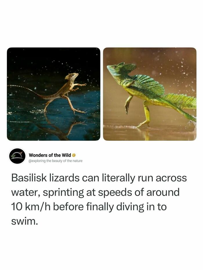 Interesting facts showcasing a basilisk lizard running across water