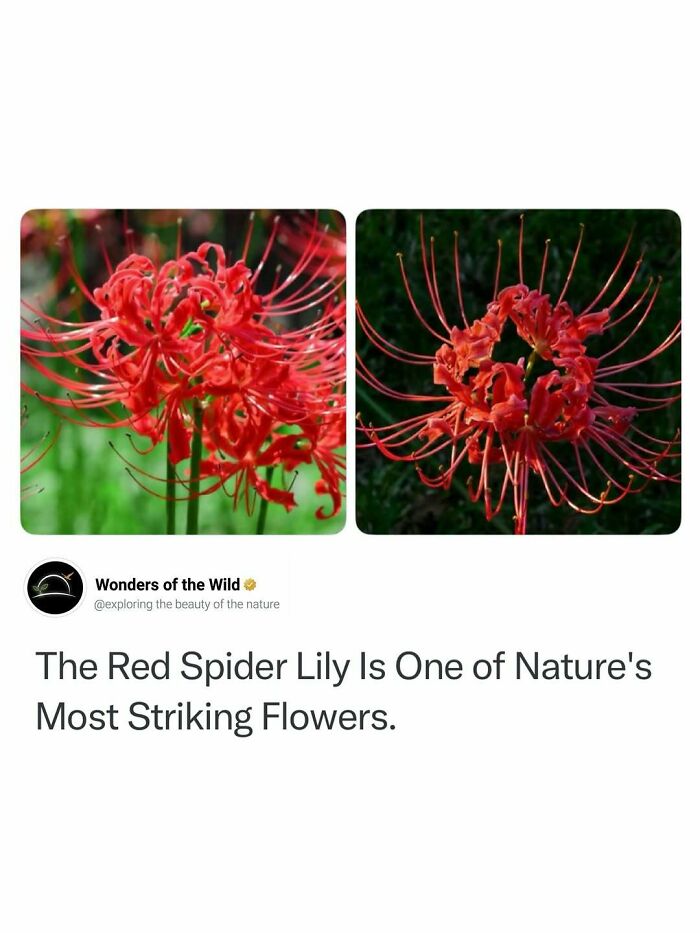 Vibrant red spider lilies shown in a post with fun and interesting facts about striking flowers