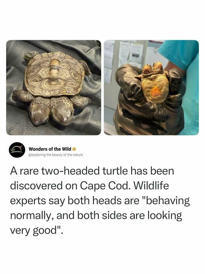 Interesting facts showing a rare two-headed turtle found on Cape Cod