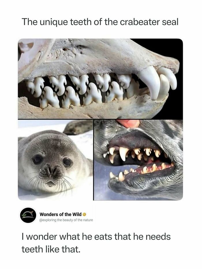 Interesting facts about the unique serrated teeth of a crabeater seal