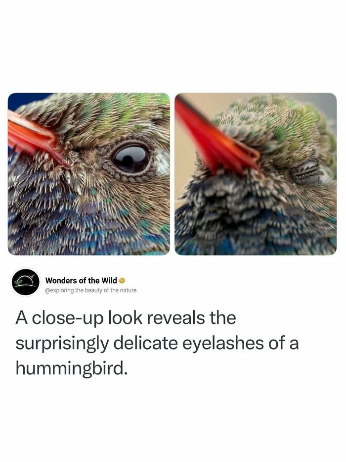 Interesting facts featuring a side-by-side close-up of a hummingbird's delicate eyelashes