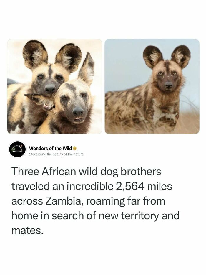 Three African wild dog brothers in a photo showing interesting facts about wildlife travel