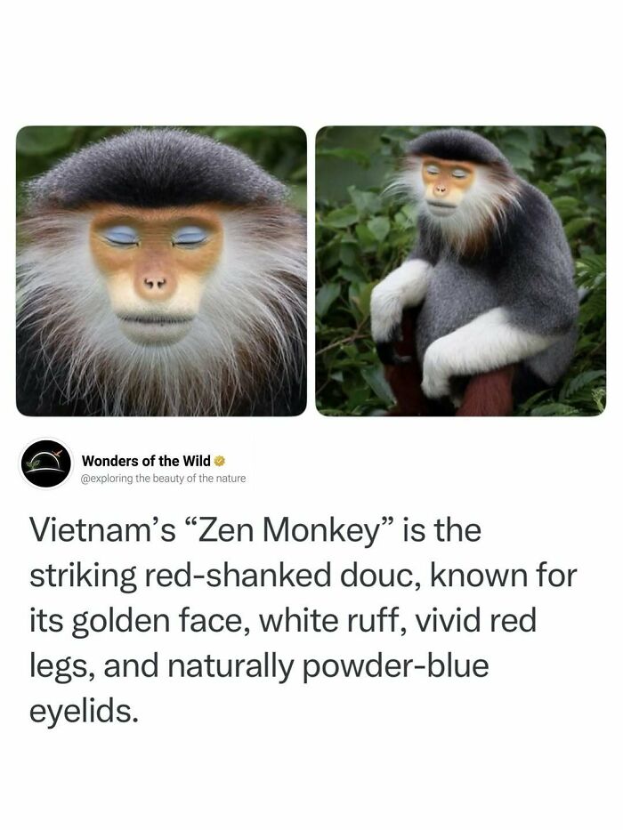 A close-up of a red-shanked douc showcasing fun and interesting facts about the Zen Monkey