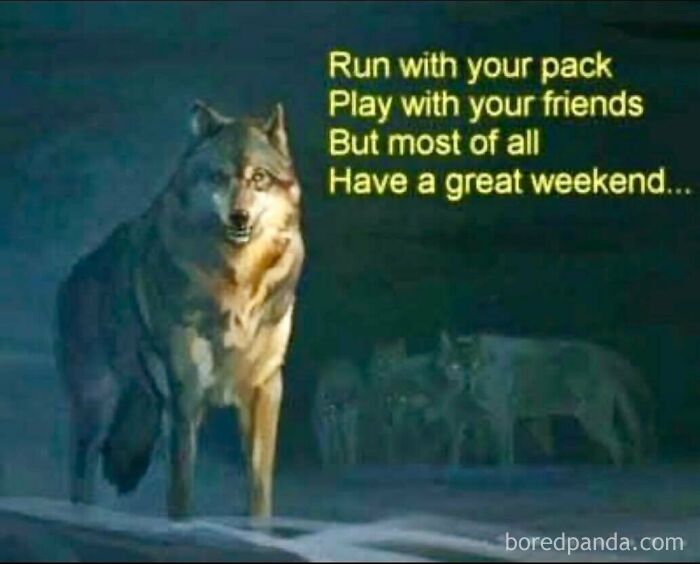 A majestic wolf standing in front of a pack under green text, representing ridiculous memes about the weekend.