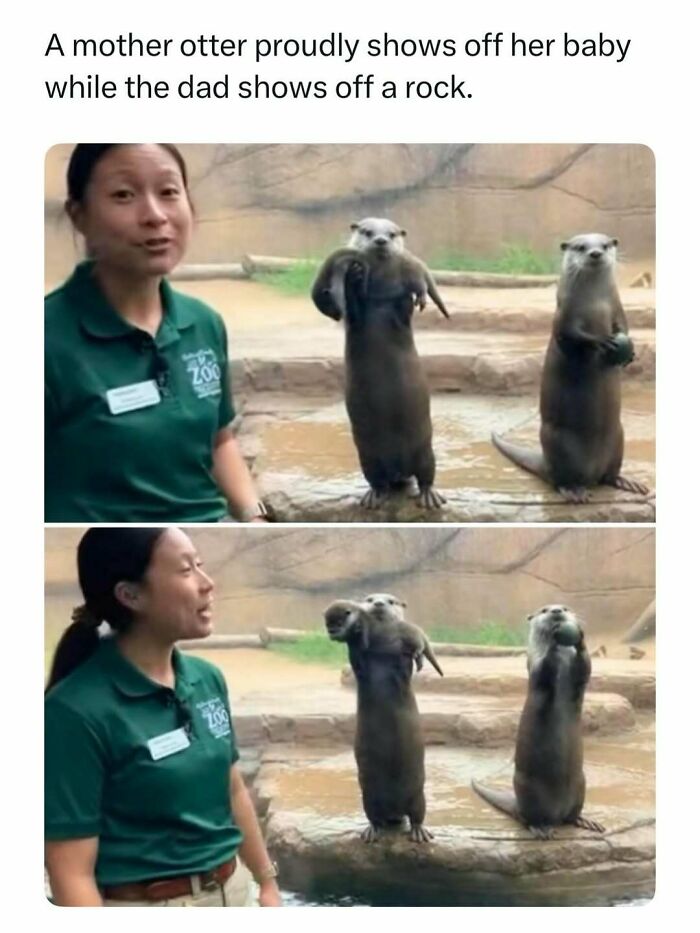Mother otter holding baby and dad otter holding a rock, a random find from the internet