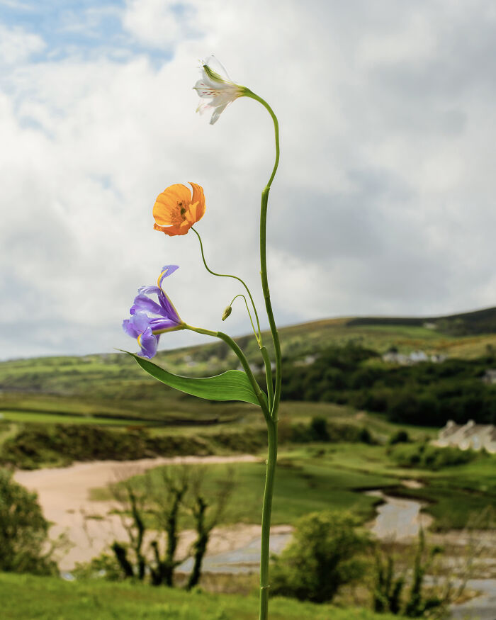 Jennifer Latour's photography captures intricate flower compositions against a scenic green landscape and cloudy sky.