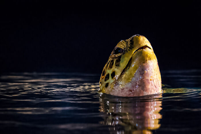 A sea turtle emerging from dark water, a winning photo from an animal conservation competition.