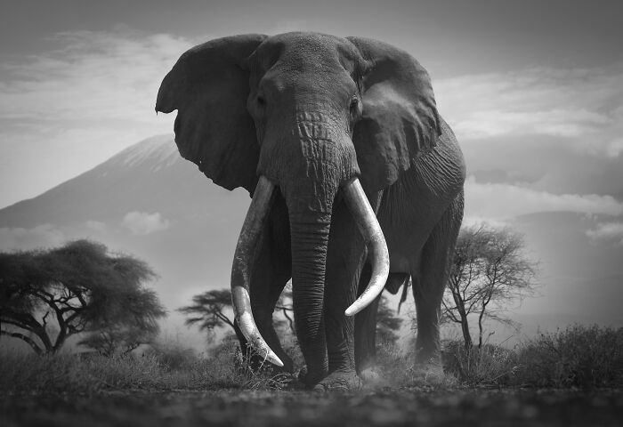 Powerful monochrome wildlife photos featuring an elephant with impressive tusks walking on dusty ground with trees and a mountain.