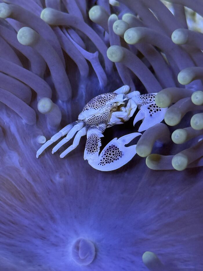 A porcelain crab amongst anemone tentacles, a winning photo from Biaza Photo Competition 2026 for animal conservation in zoos.