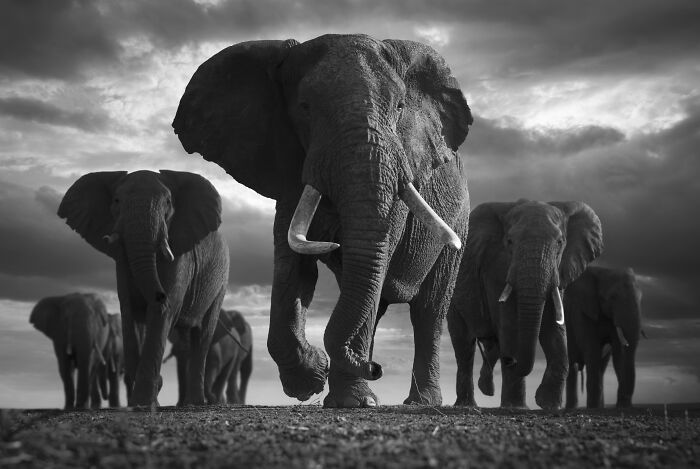 Imposing wildlife photo of a herd of elephants walking towards the viewer under a cloudy sky by Björn Persson.