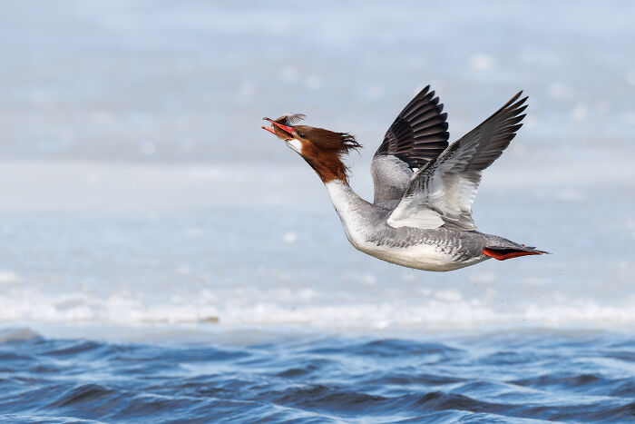 A Common Merganser flying low over water with a fish in its beak, an Audubon Photography Awards winner.