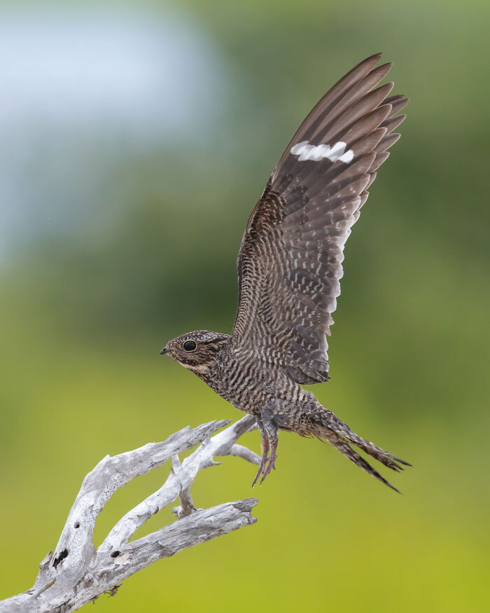 A Common Nighthawk perched on a branch, wings spread, an Audubon Photography Awards winner.