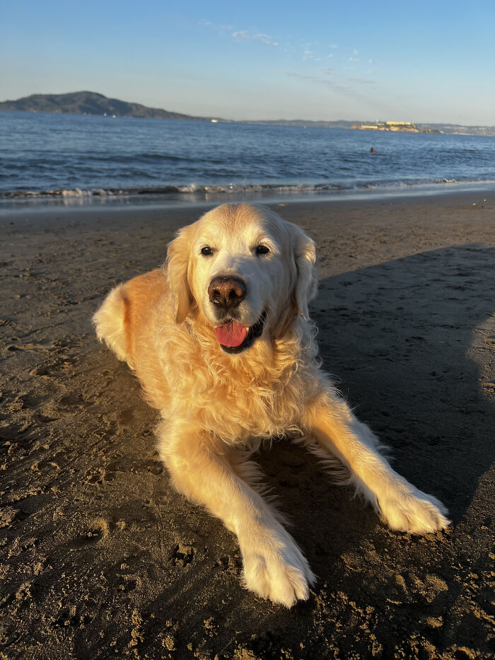 A happy golden retriever dog lying on a sandy beach at sunset. A woman built a community to help pet owners. A happy golden retriever dog lying on a sandy beach at sunset. A woman built a community to help pet owners.