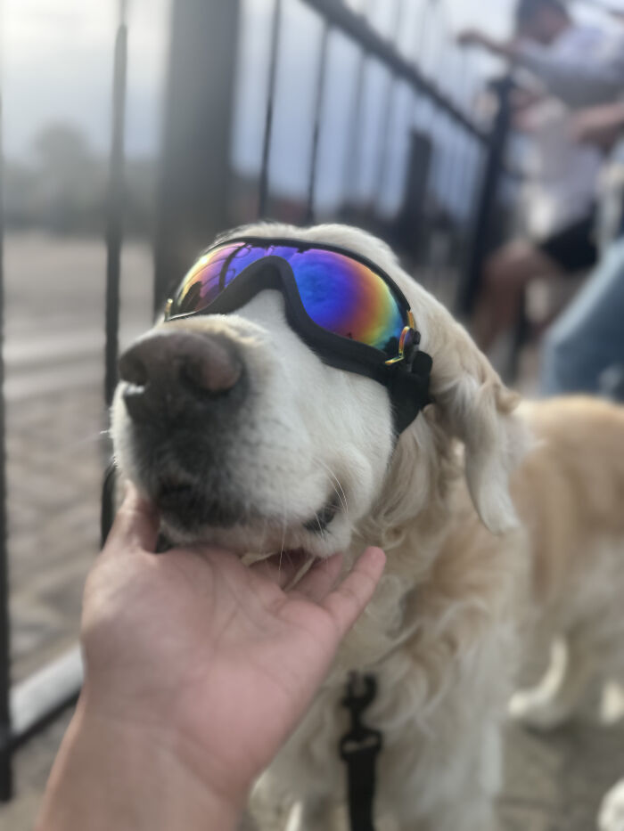 A golden retriever dog wearing colorful goggles, being petted by a hand. A woman built a community to help pet owners. A golden retriever dog wearing colorful goggles, being petted by a hand. A woman built a community to help pet owners.