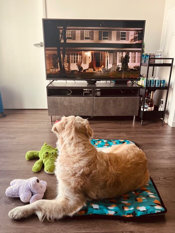 A golden retriever dog relaxing on a dog bed with plush toys, watching TV. A woman built a community to help pet owners. A golden retriever dog relaxing on a dog bed with plush toys, watching TV. A woman built a community to help pet owners.