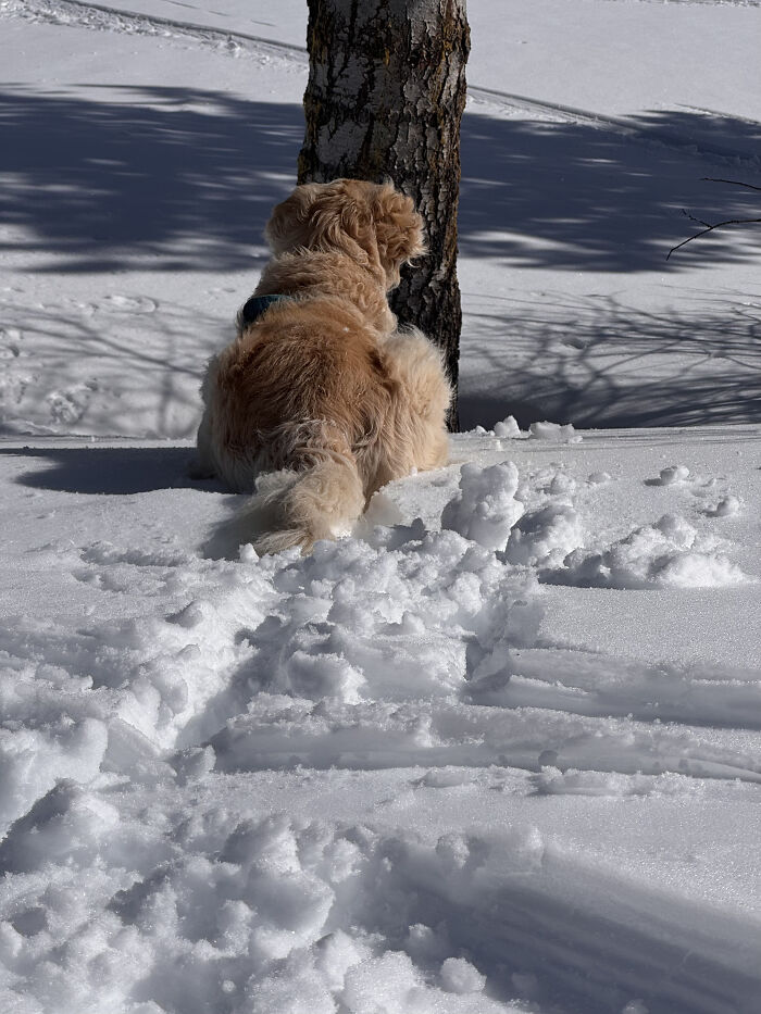 A golden retriever dog sits in the snow next to a tree, a scene of pet owners support. A golden retriever dog sits in the snow next to a tree, a scene of pet owners support.
