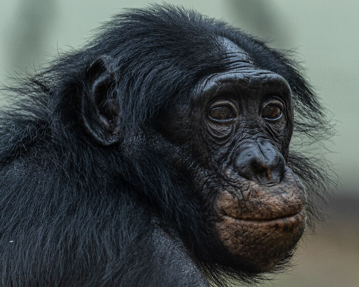 A close-up of a chimpanzee, a winning photo from the BIAZA Photo Competition 2026, celebrating animal conservation in zoos.
