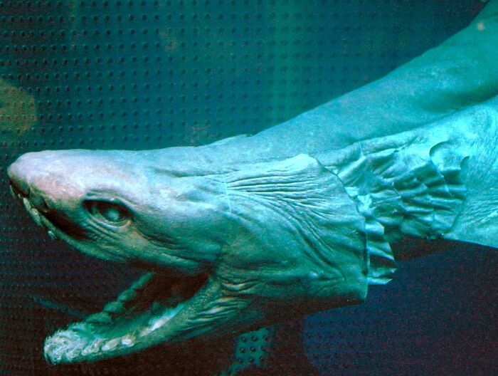 Close-up of a frilled shark found at the bottom of the ocean