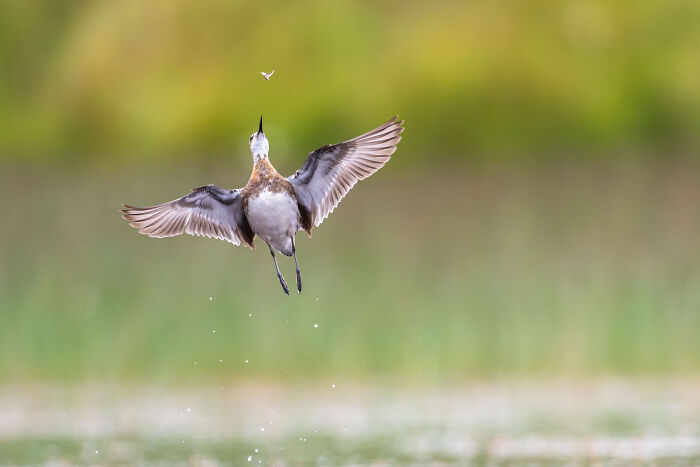 Gold, 12-14 Years: Acrobat Of The Skies By Paula Czaeczine