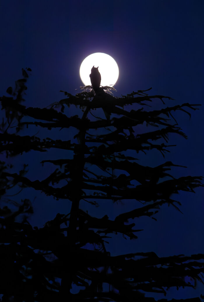 Youth Overall Winner; Gold, 15-17 Years: Moonlit Night By Parham Pourahmad