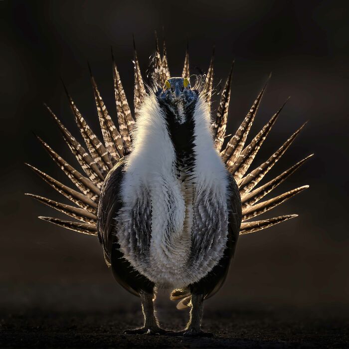 Gold, Best Portrait: Radiant By Thomas Deliberto