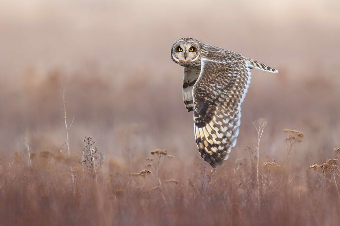 Gold, Birds In Flight: Eye-To-Eye With A Short-Eared Owl By Ivan Sjögren