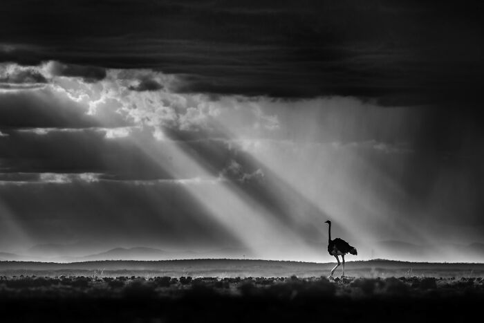 Gold, Black And White: An Ostrich Horizon By Rahul Sachdev