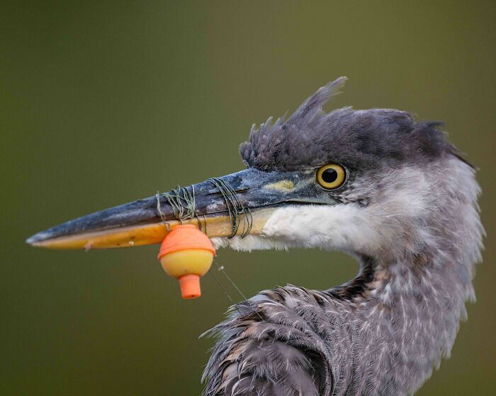 Gold, Conservation (Single Image): Not A Good Day Fishing By Kent Stuart