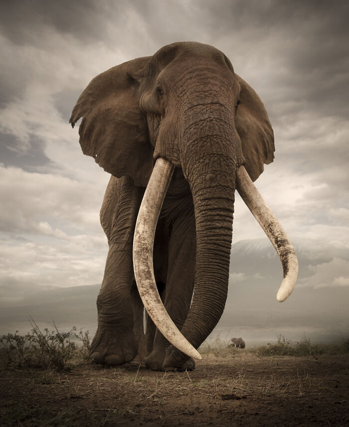 Majestic wildlife photo of an elephant with huge tusks standing in front of a mountain by Björn Persson.