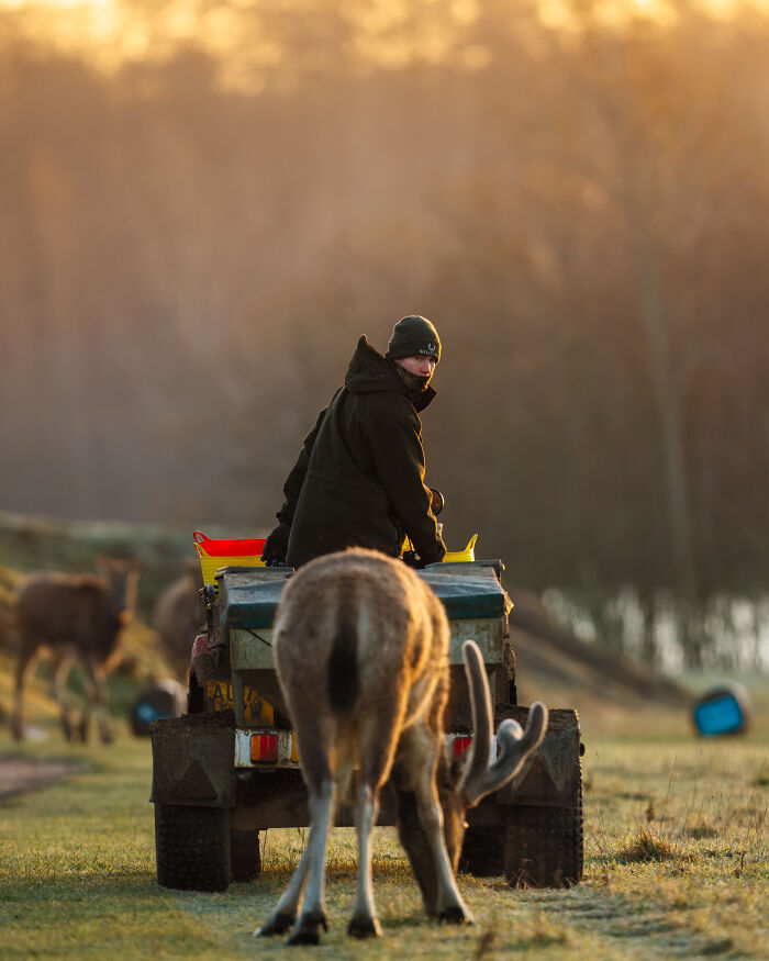 A person on a vehicle feeding deer, a winning photo from the BIAZA Photo Competition 2026, celebrating animal conservation.