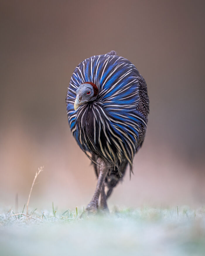 A vibrant bird with blue and black feathers in a photo competition for animal conservation in zoos.