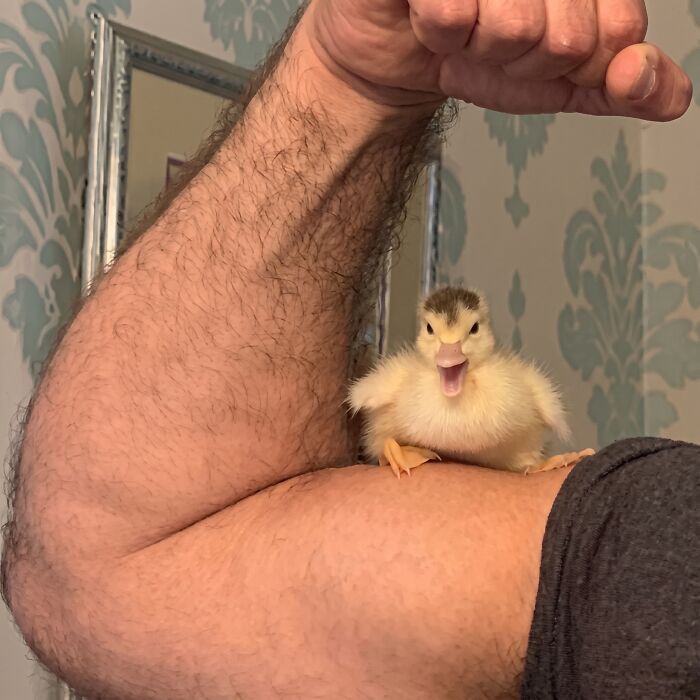 A tiny, wholesome animal photo of a duckling sitting on a man's bicep, appearing to flex.