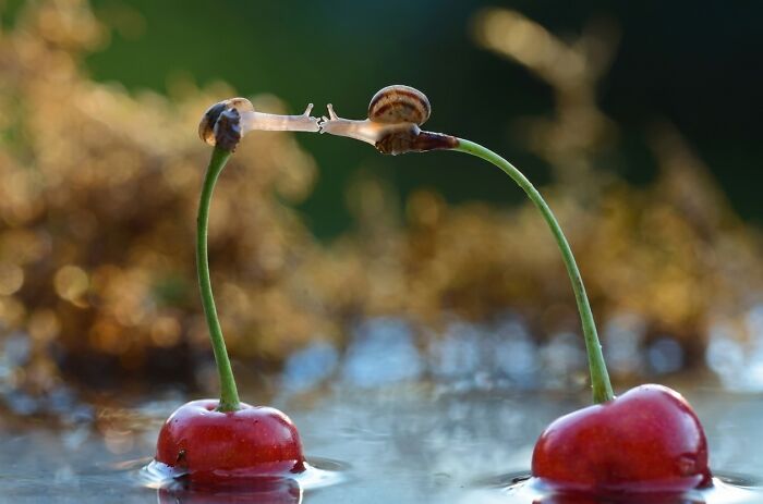 Two tiny snails reaching for each other across two cherries in water, part of wholesome animal photos.
