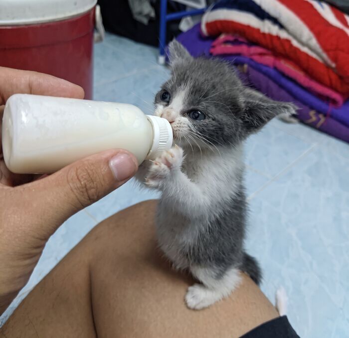 Wholesome animal photo of a tiny kitten being bottle-fed milk by a person's hand.