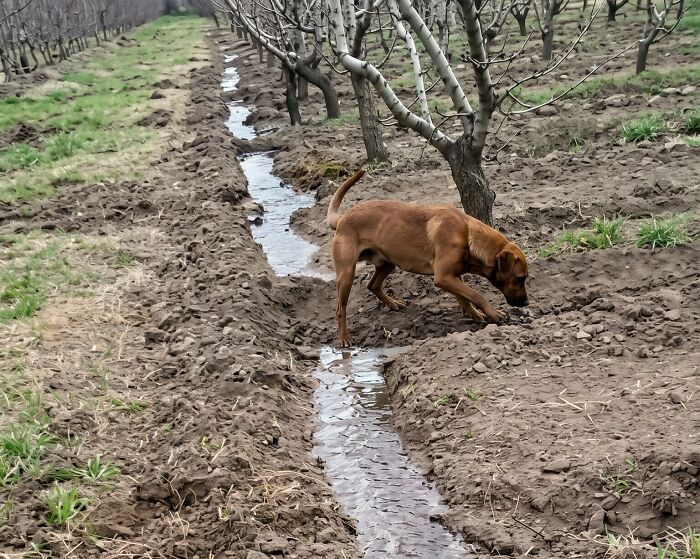 One of the adorable animals, a brown dog inspecting a water trench in a dirt field