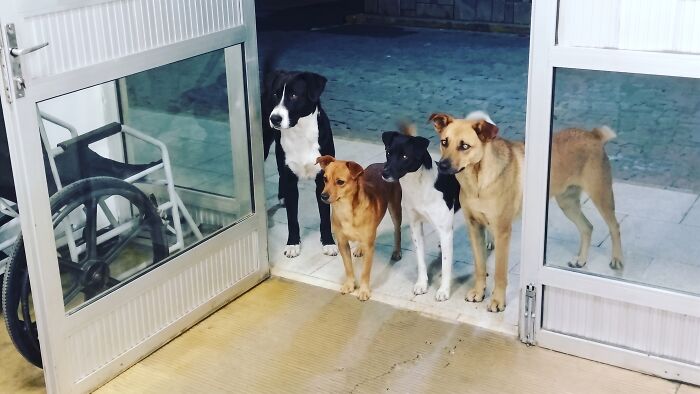 Four Dogs Waited At A Hospital Door In Brazil While A Homeless Man They Lived With Was Treated Inside