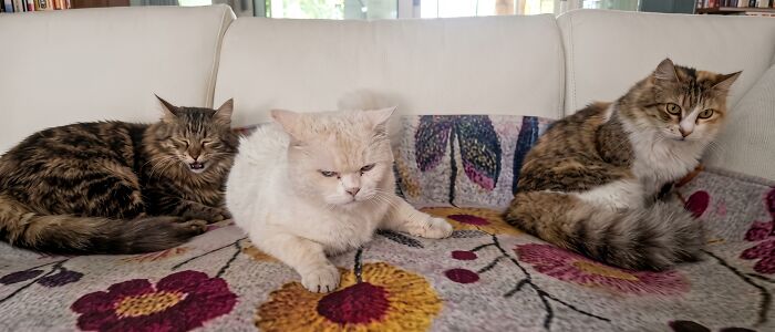Three cats on a couch, looking disgruntled after their important meeting was interrupted.