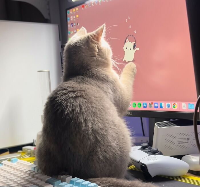 An adorable grey cat sitting in front of a computer screen, acting as one of the animals on the payroll